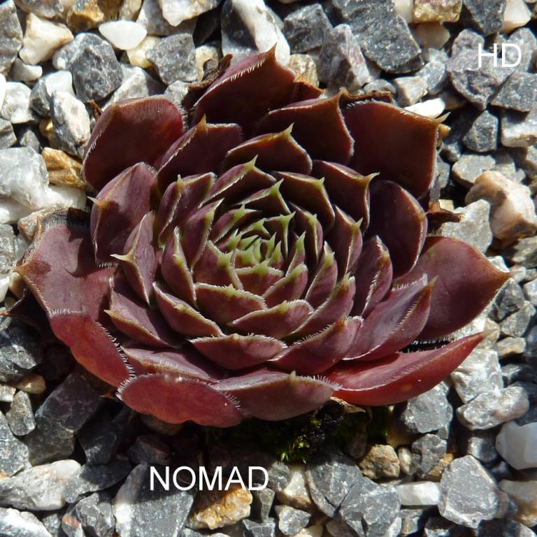 Nomad / Jovi