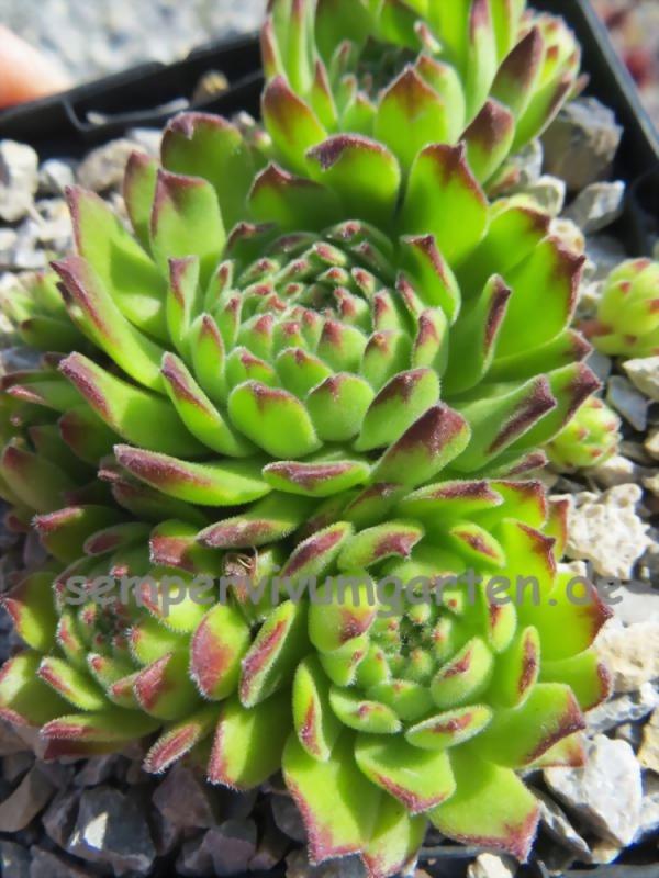 Nunatak
