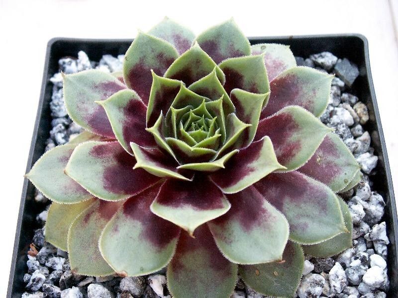 Havendijks Giant