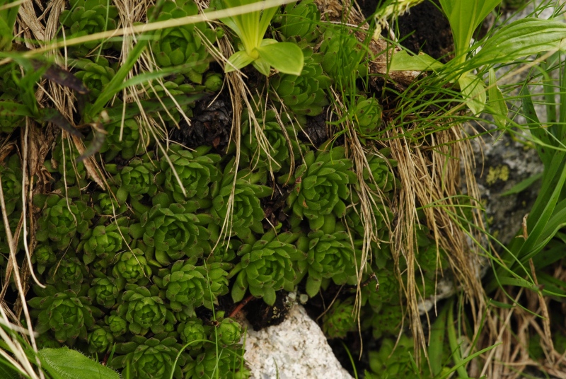 montanum ssp. carpathicum from Ľadový hrebeň
