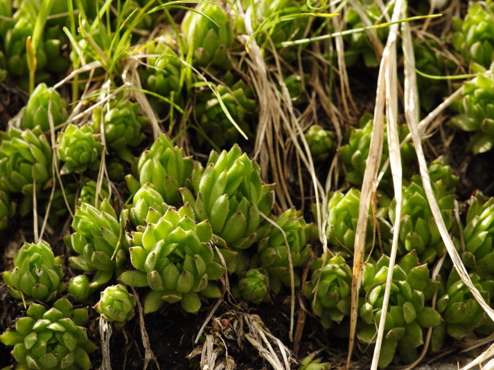 montanum ssp. carpathicum from Ľadový hrebeň