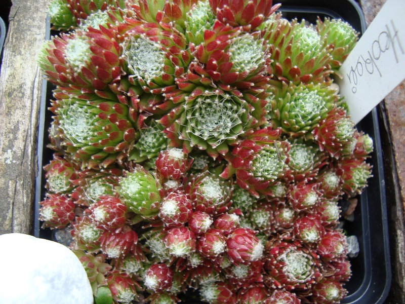 Hookeri