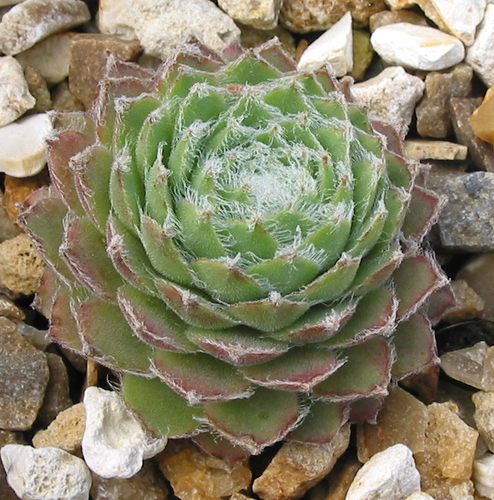 Haullauer's Seedling