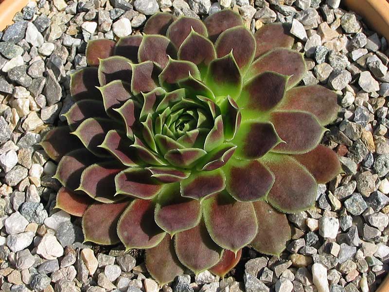 Neanias / Jovi