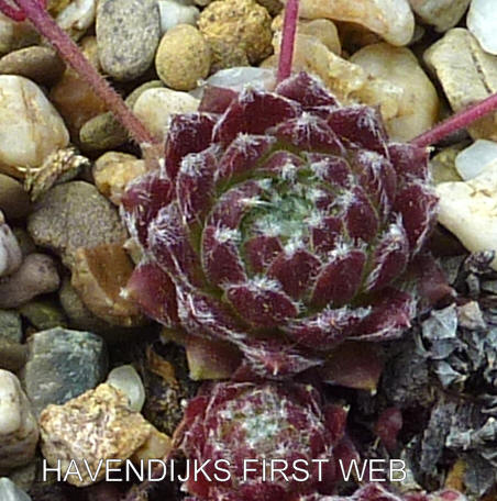 Havendijks First Web