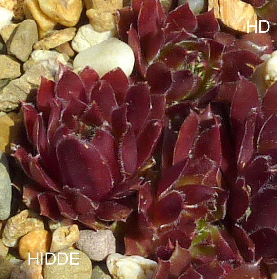 Hidde