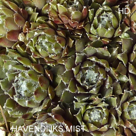 Havendijks Mist