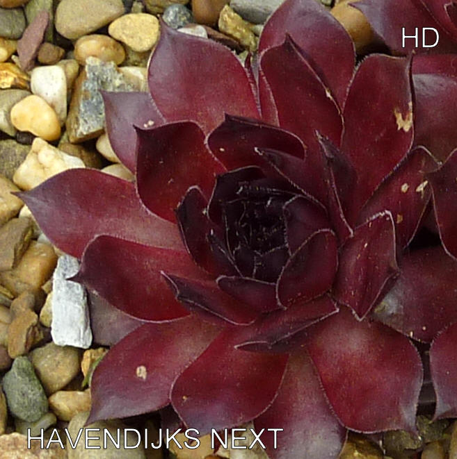Havendijks Next