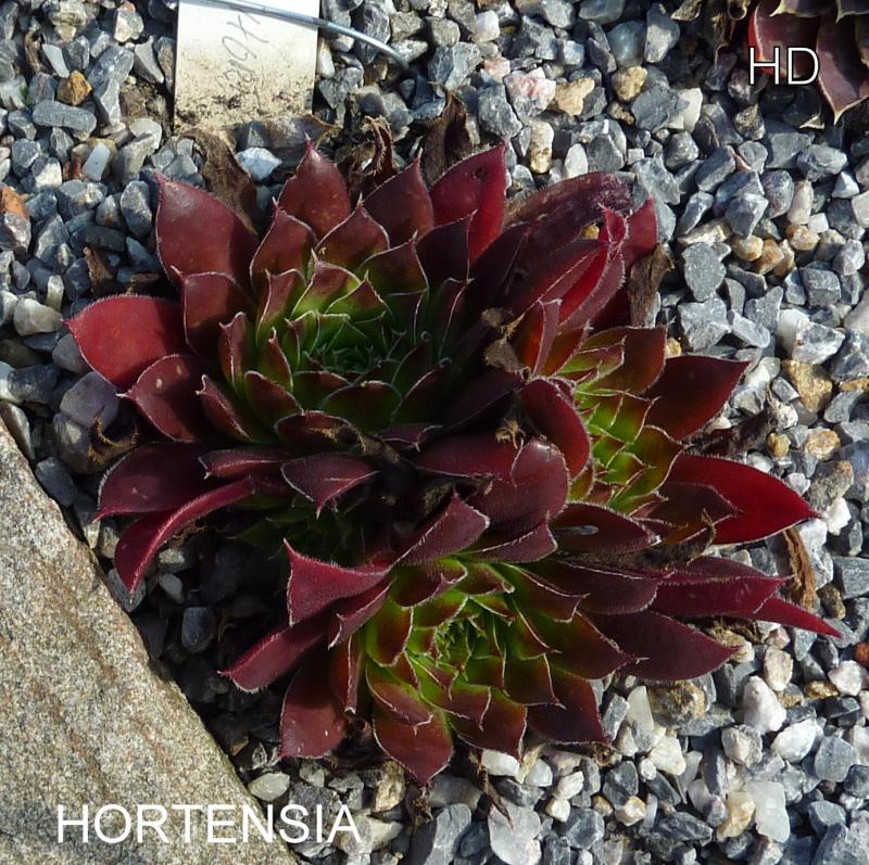 Hortensia / Jovi