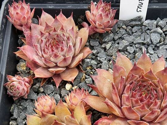 Hortulanus Smit