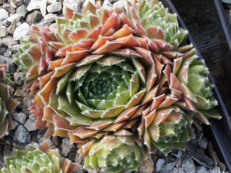 Obaldina