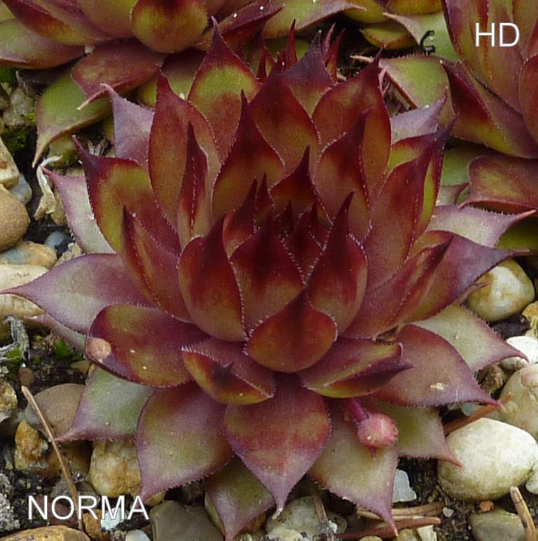 Norma