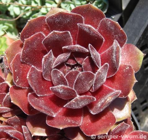 Ohio Burgundy