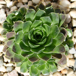 Hyacinth / Jovi