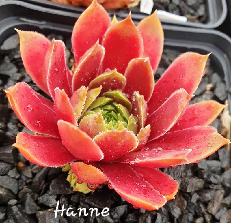 Hanne