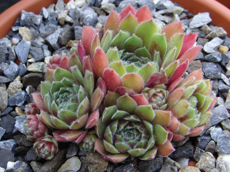 Niphetos