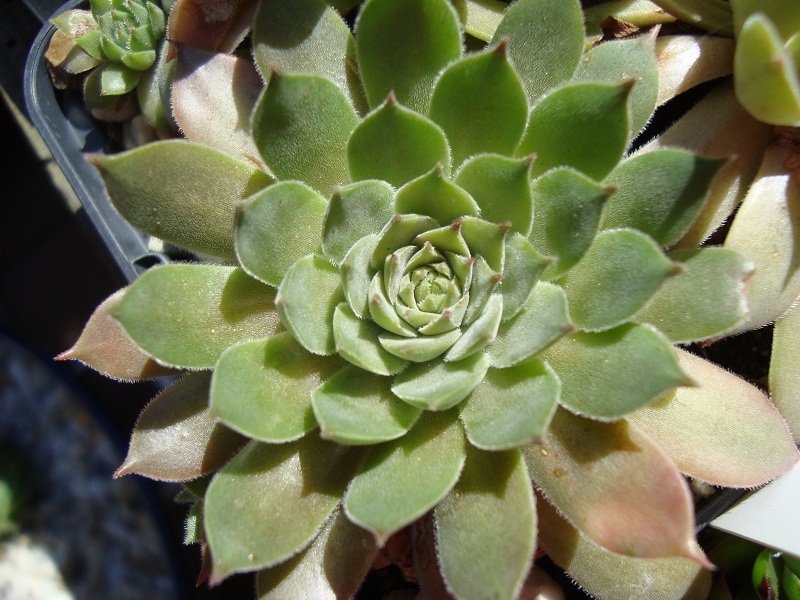 Dobronnik