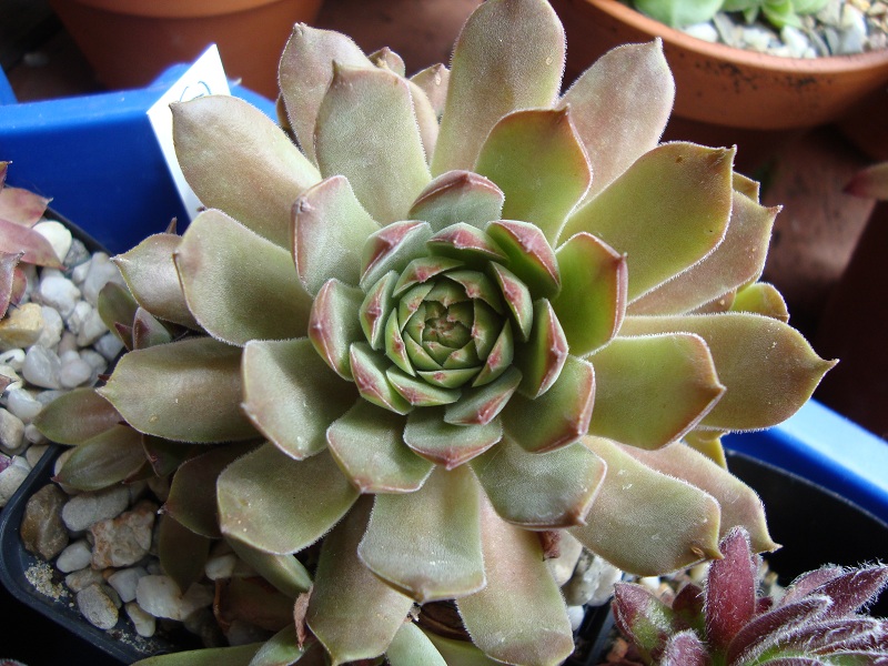 Dobronnik