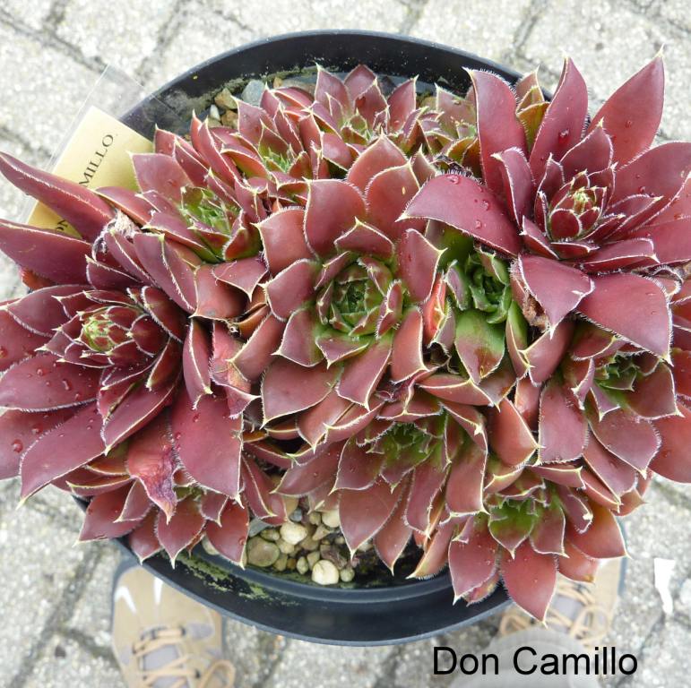 Don Camillo / Jovi