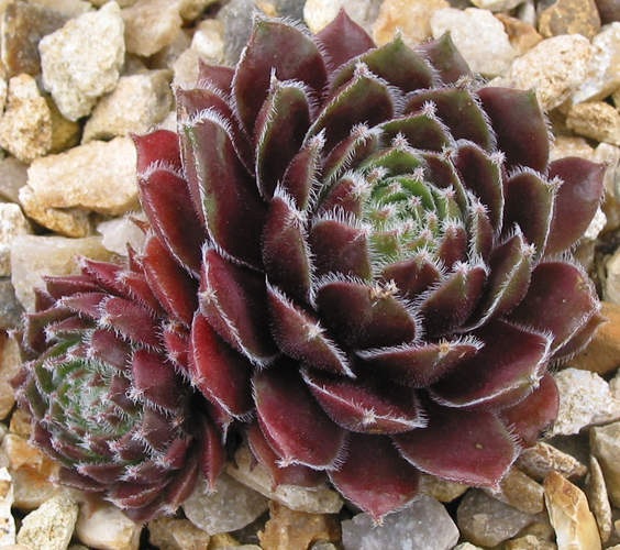 Dorisa