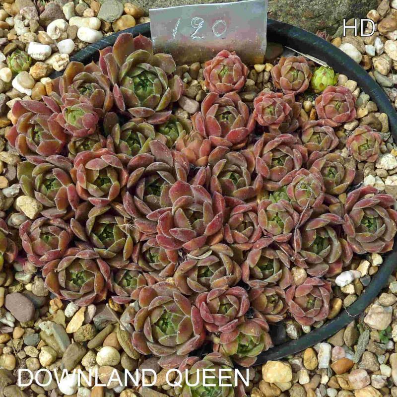 Downland Queen
