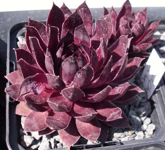 Drachenblut