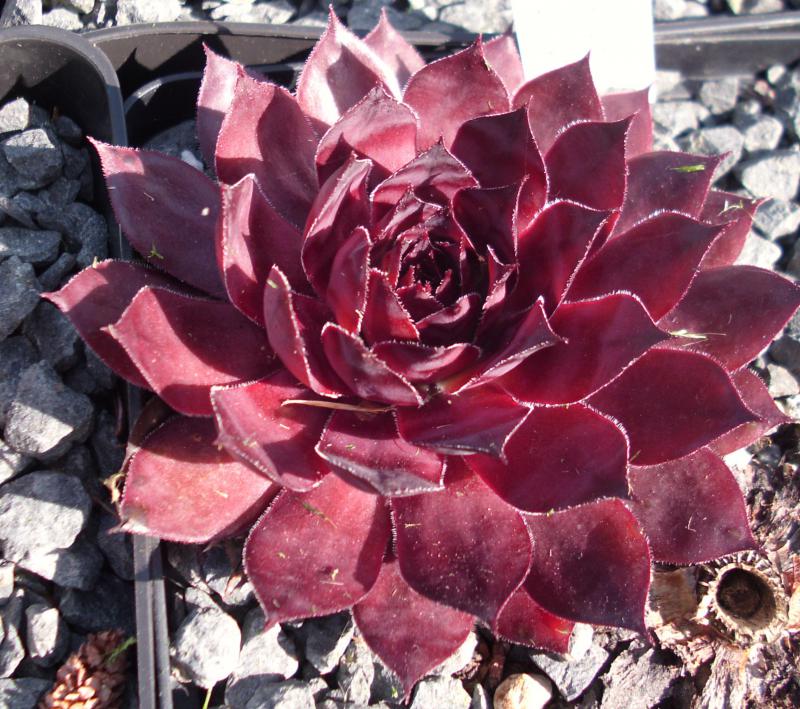 Drachenblut