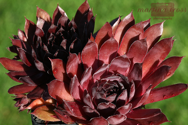 Drachenblut