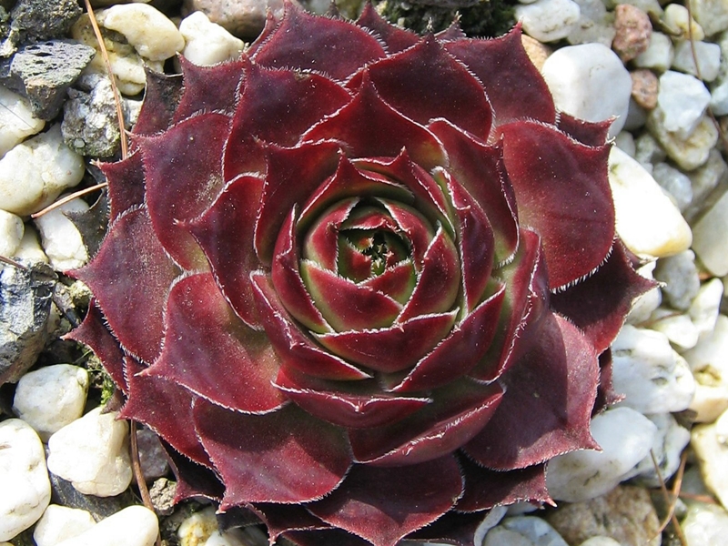 Schnucki