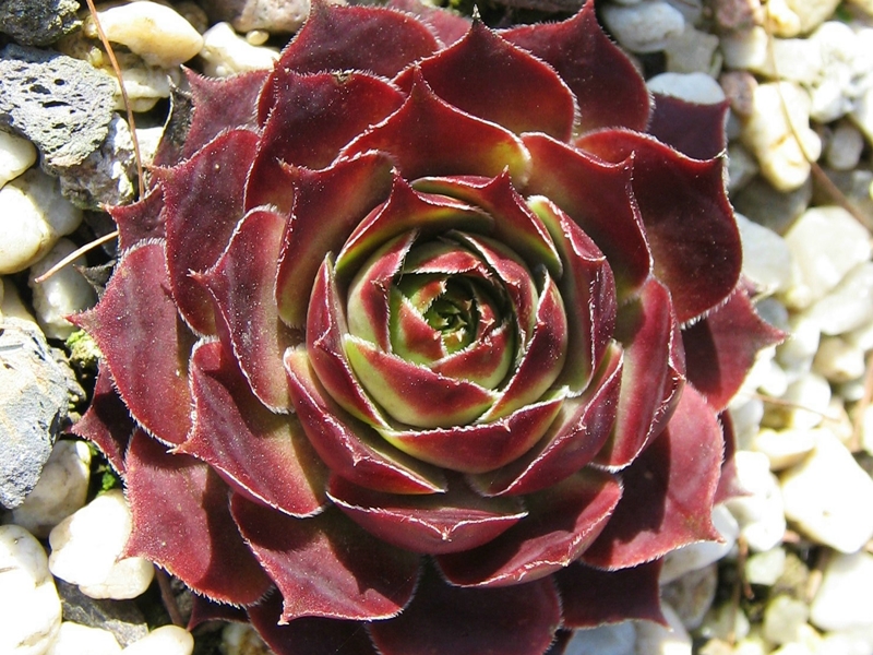Schnucki