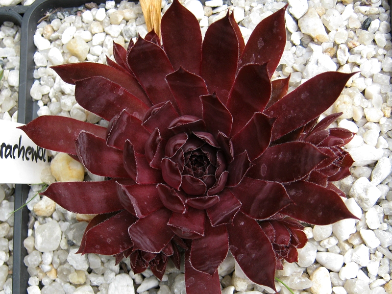 Drachenblut