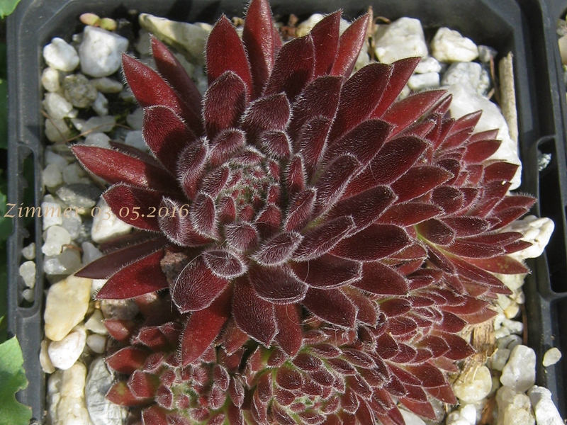 Sea Coral