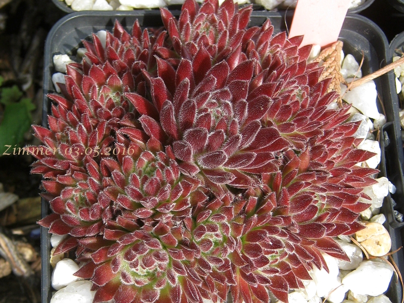 Sea Coral