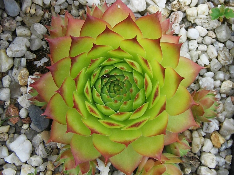 Sole Mio