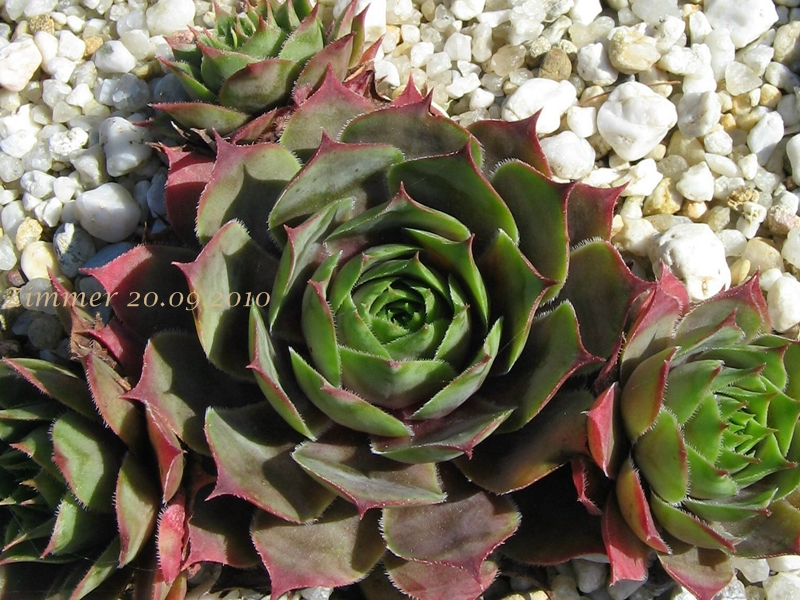 Giganteum