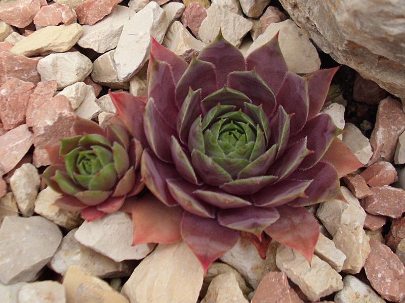 Giganteum