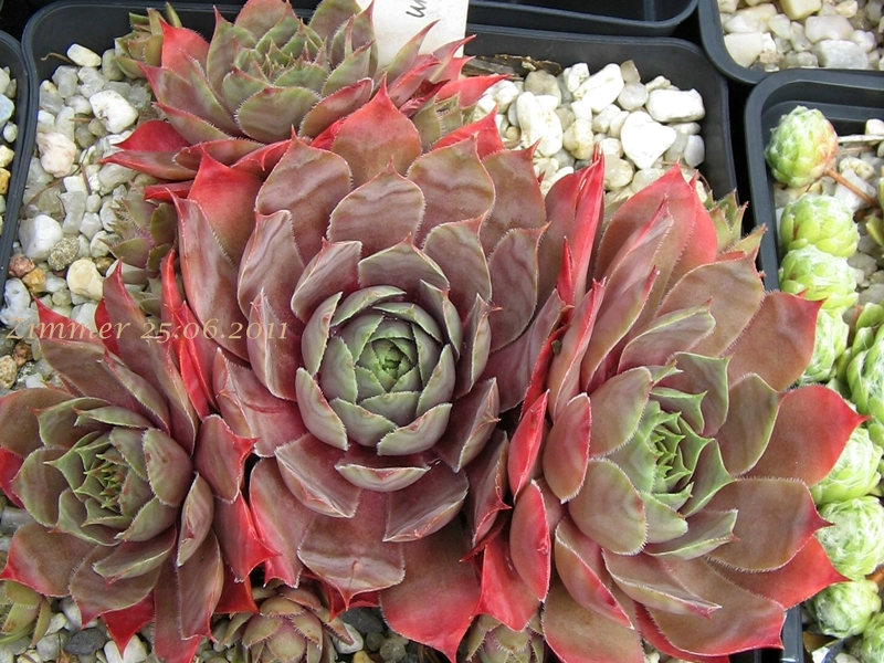 Giganteum