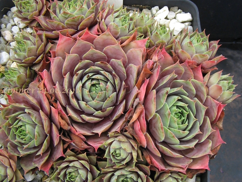 Giganteum