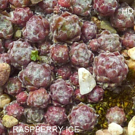 Raspberry Ice