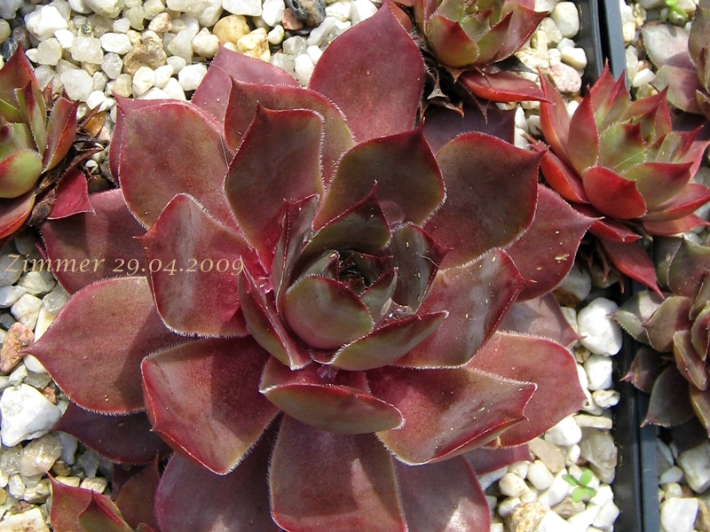 Giganteum