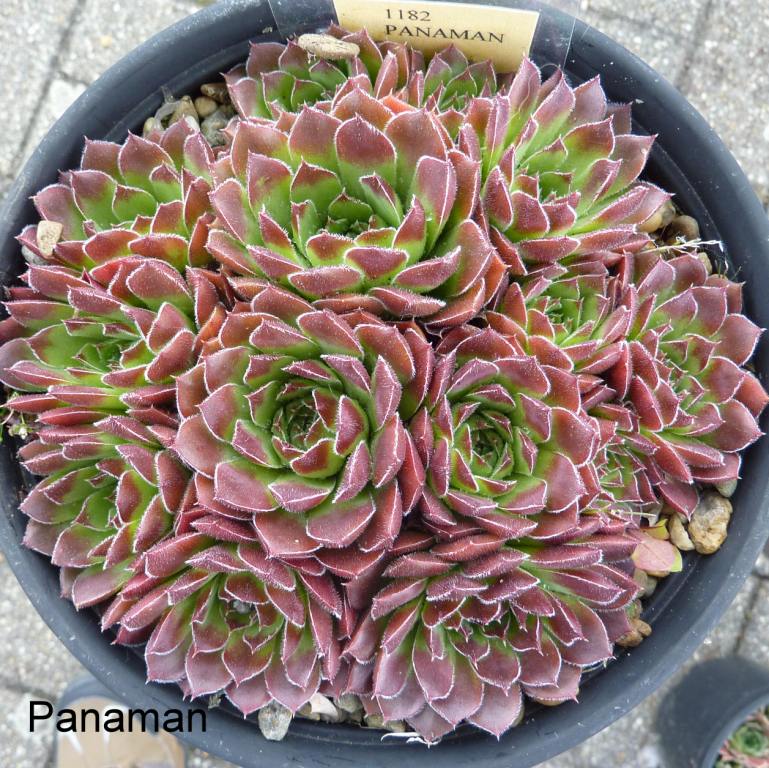 Panaman / Jovi