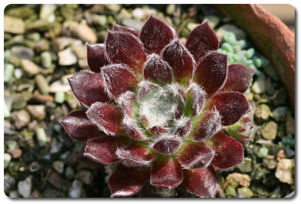 Raspberry Ice