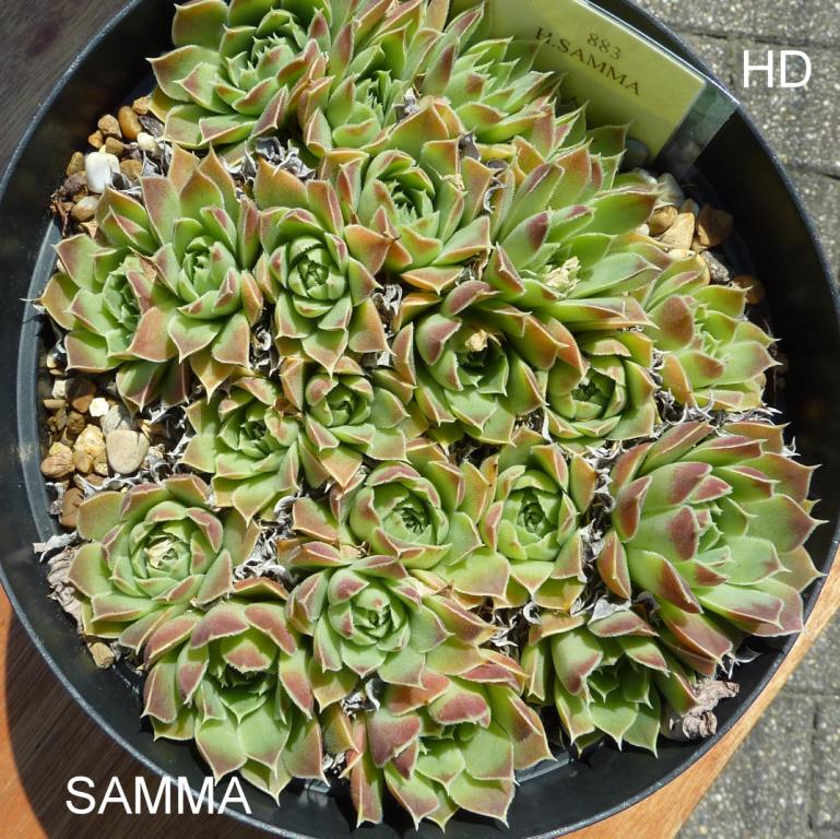 Samma / Jovi