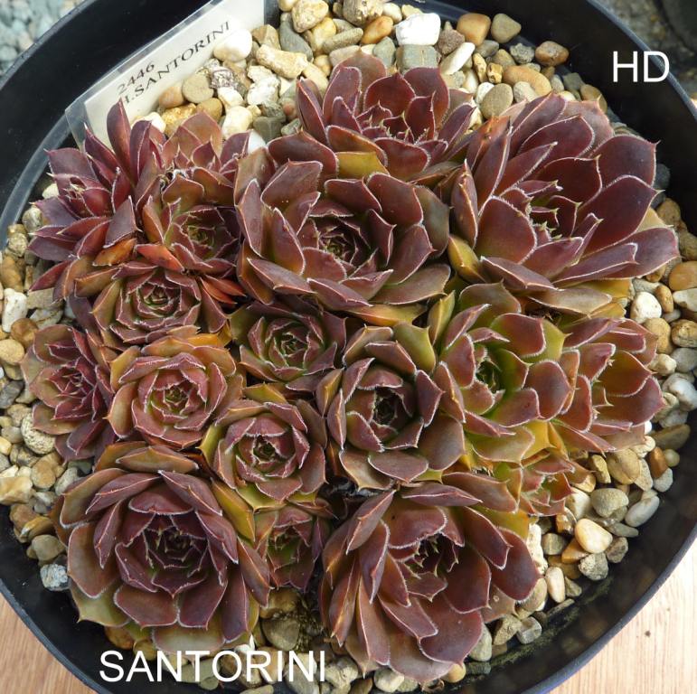 Santorini / Jovi