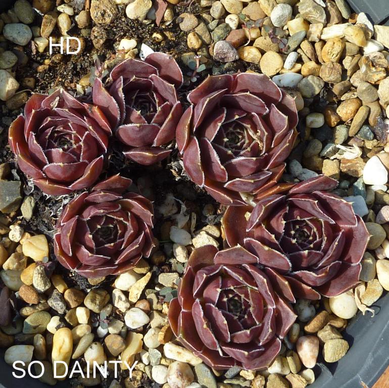 So Dainty / Jovi