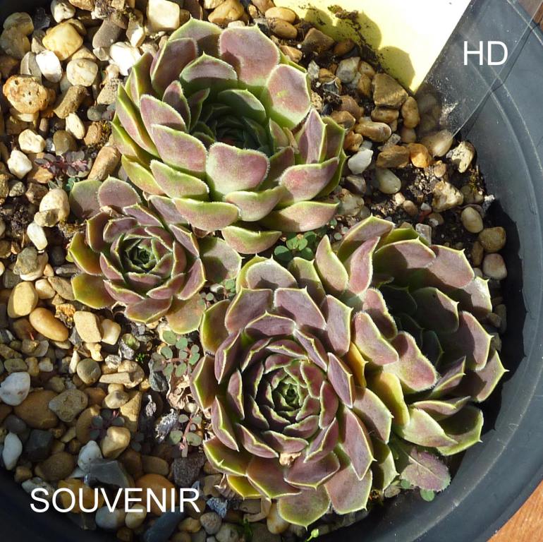 Souvenir / Jovi