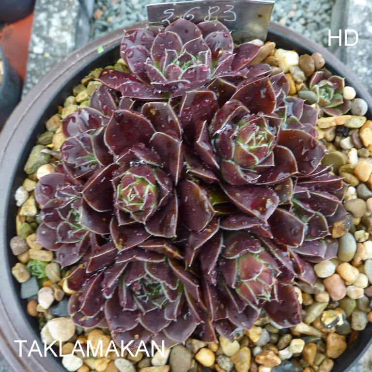 Taklamakan / Jovi
