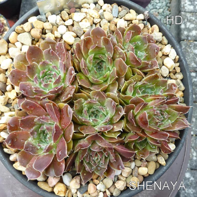 Shenaya / Jovi