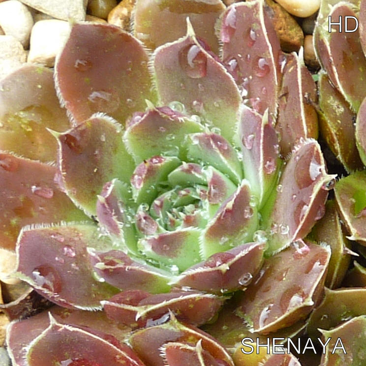 Shenaya / Jovi
