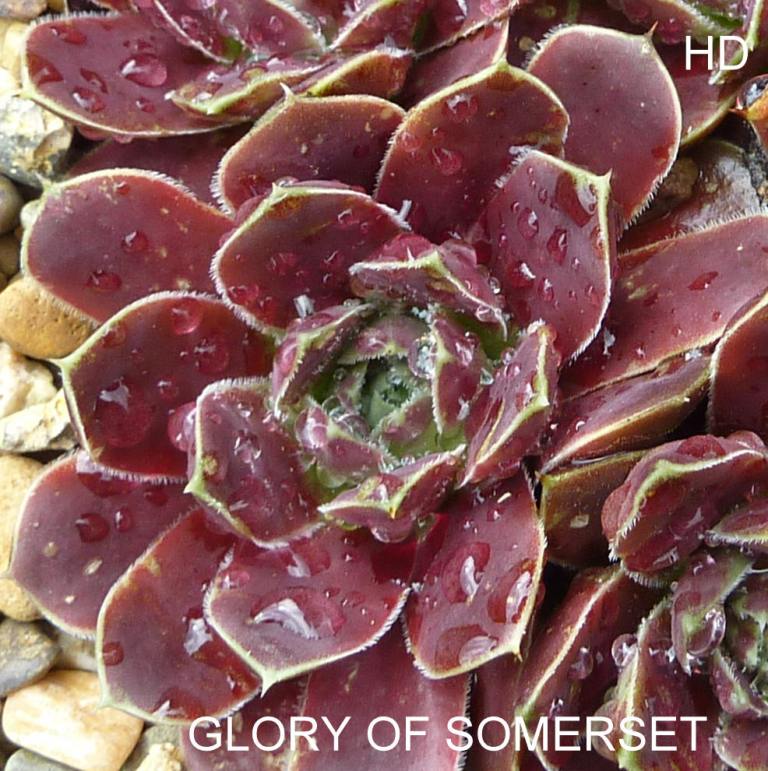Glory of Somerset / Jovi